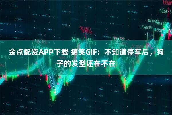 金点配资APP下载 搞笑GIF：不知道停车后，狗子的发型还在不在